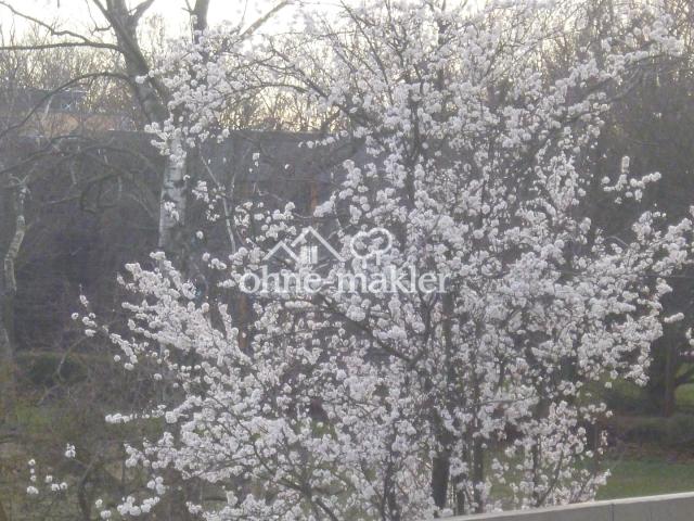 Frühling