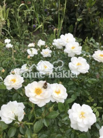 Gartenimpressionen
