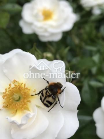 Gartenimpressionen