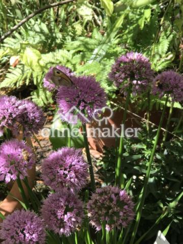 Gartenimpressionen