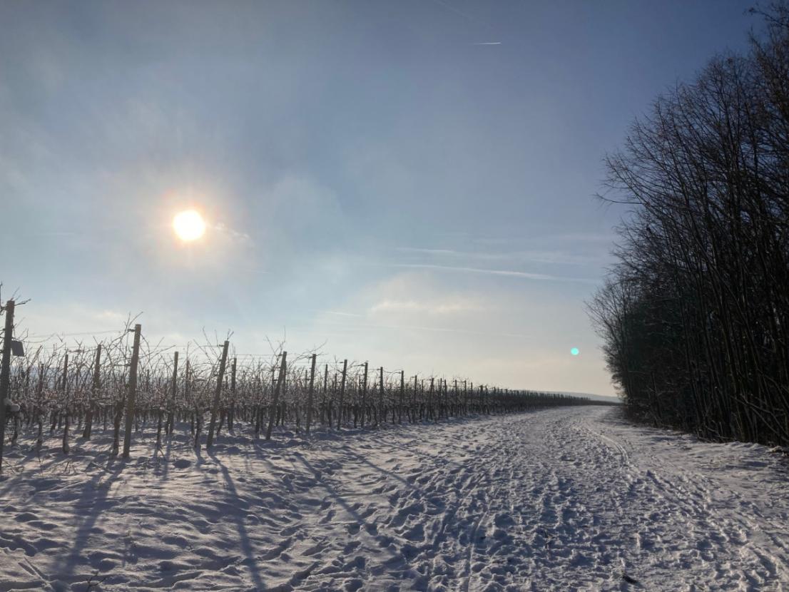 Winterimpressionen: Weinberge