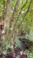 Krötenbach hinter dem Grundstück