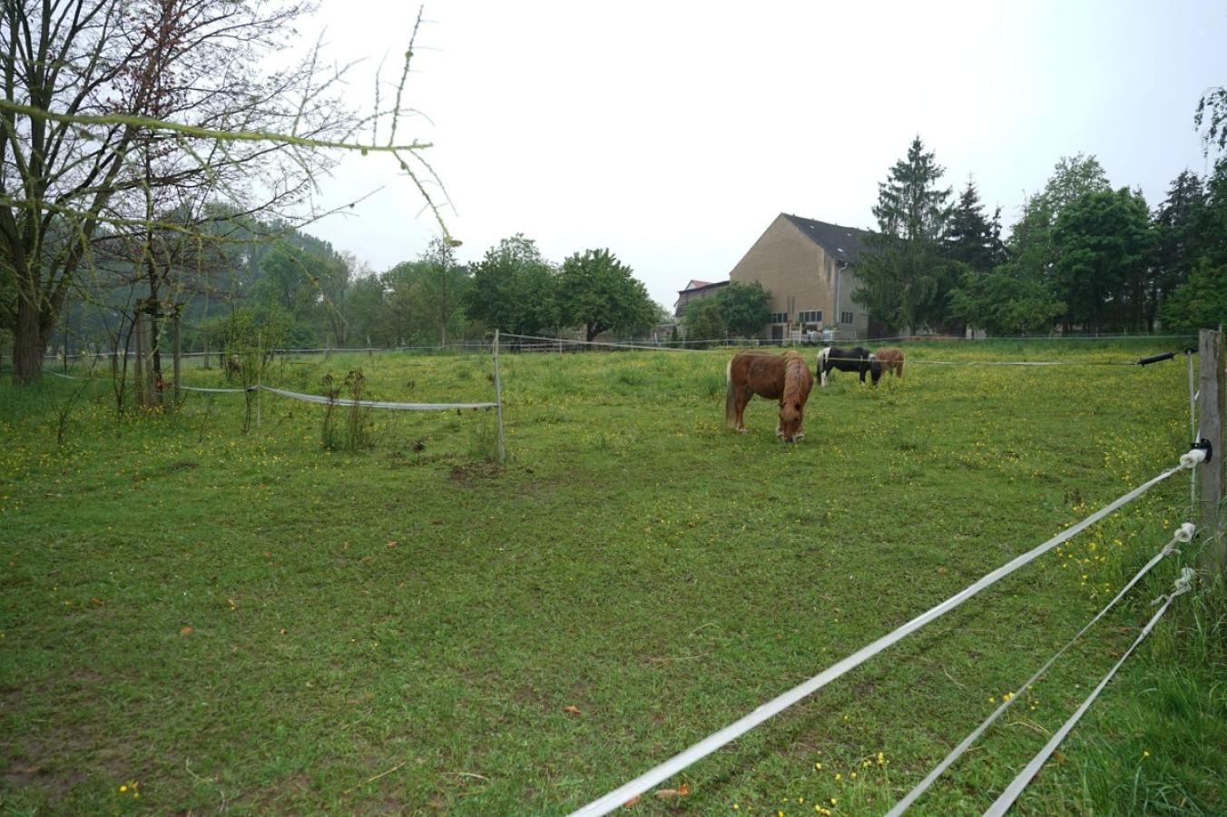 Pferdewiese