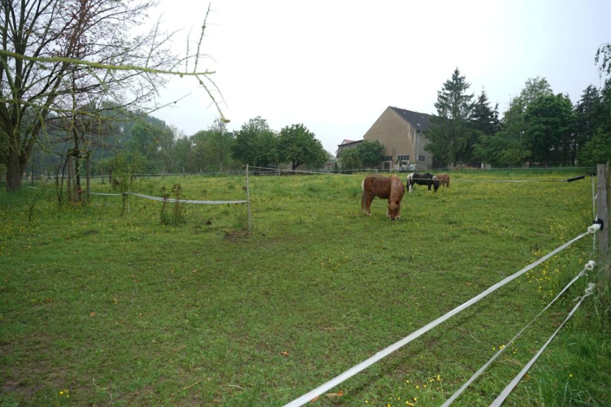 Pferdewiese
