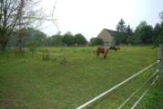 Pferdewiese