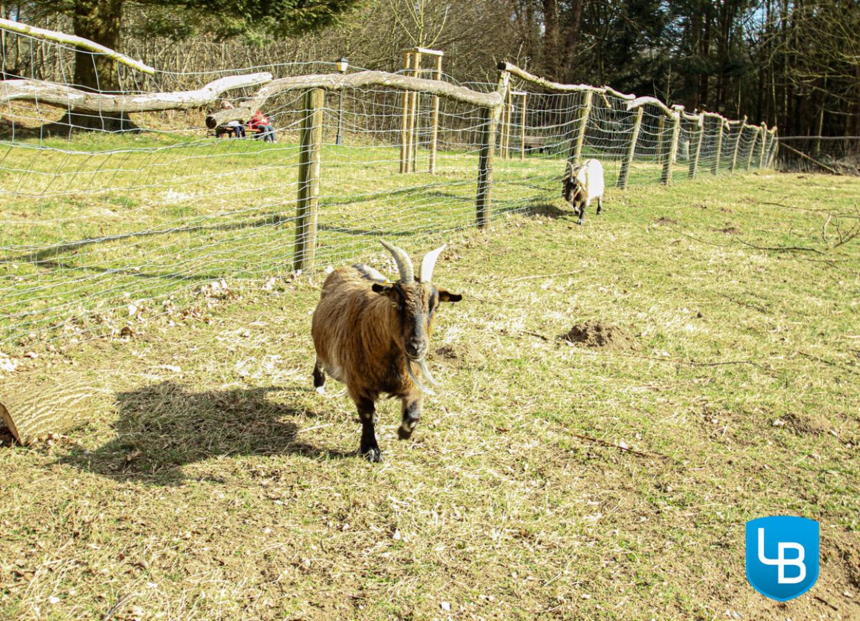 ..mit kleinem Streichelzoo