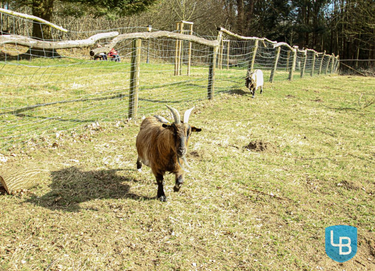 ..mit kleinem Streichelzoo