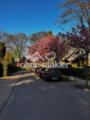 Wohnstraße im Frühling