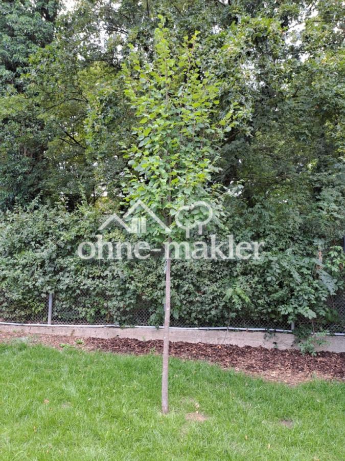 junger Baum im Garten