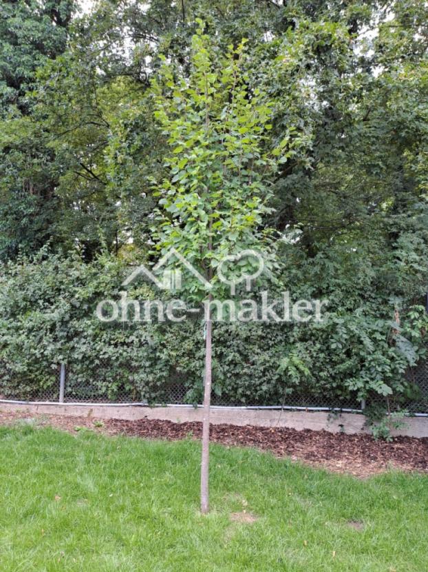 junger Baum im Garten