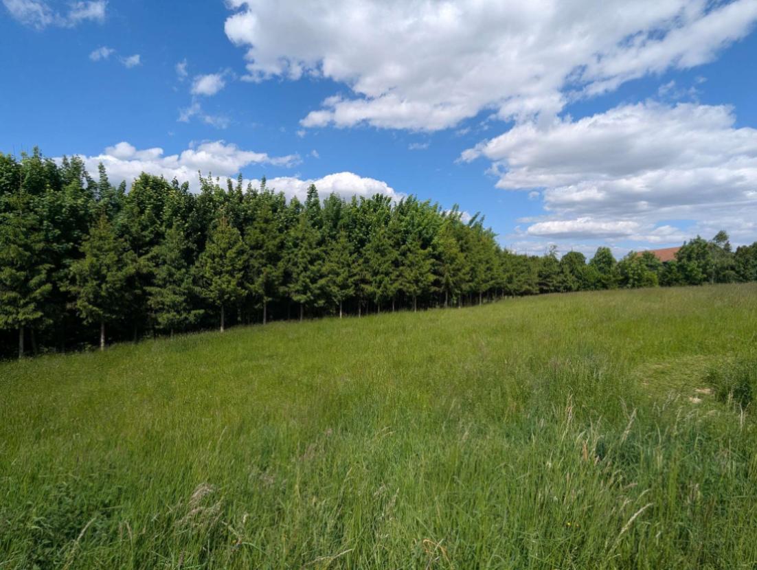 Rundumblick - Waldstück 2