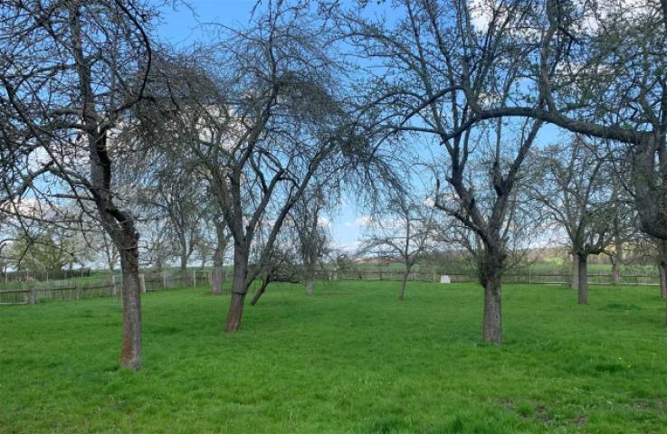 Obstwiese