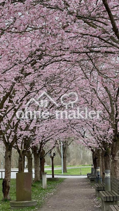 Kirschallee im Ort