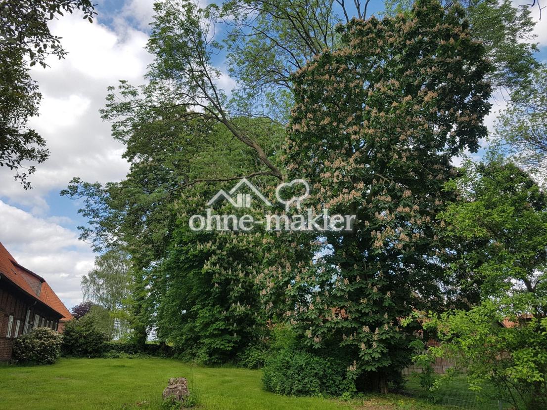 Garten linke Hausseite