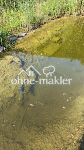 klares Teichwasser