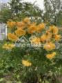 Blumenbeet vor dem Altbau