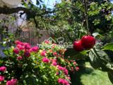 Garten im Sommer