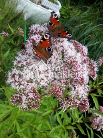 Wasserdost + Tagpfauenauge