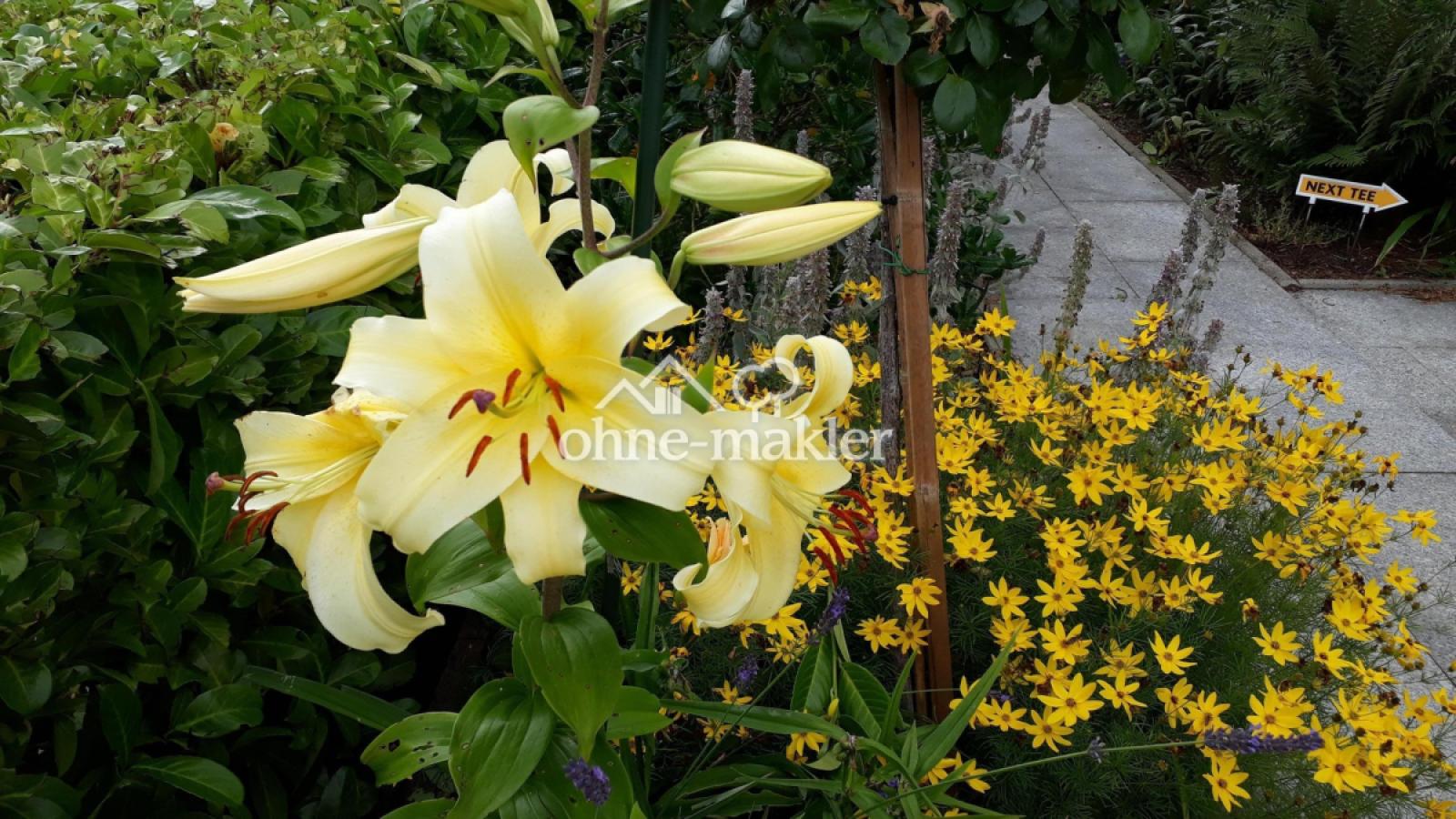 "Pretty Woman" Duftlilie