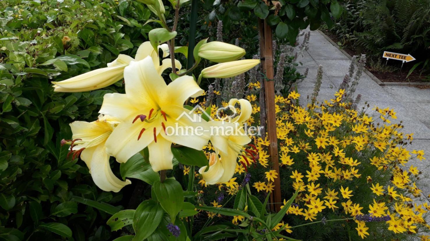 "Pretty Woman" Duftlilie