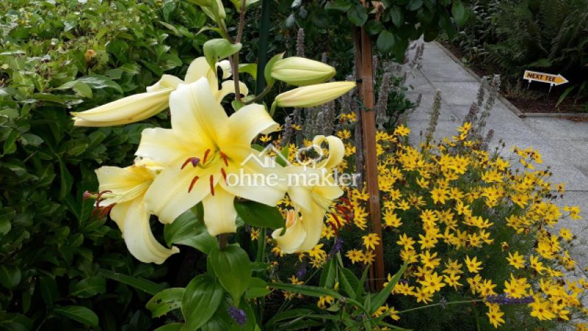 "Pretty Woman" Duftlilie