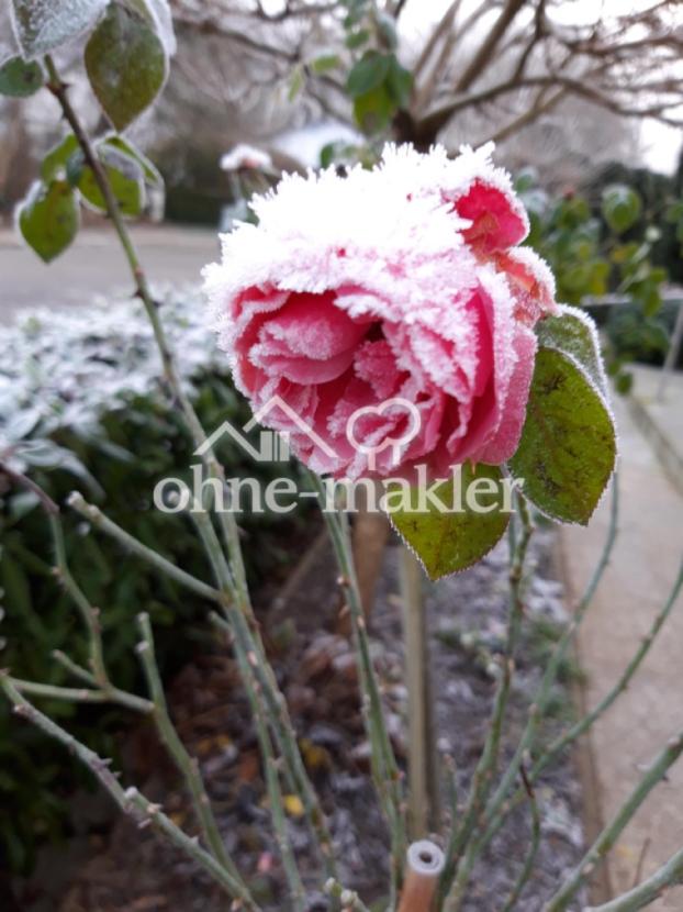 - blüht bis November-