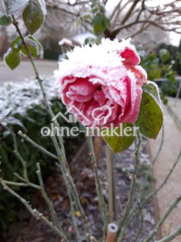 - blüht bis November-