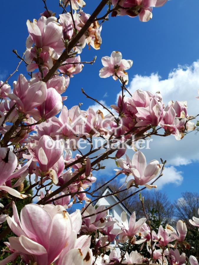 eine von zwei Magnolien