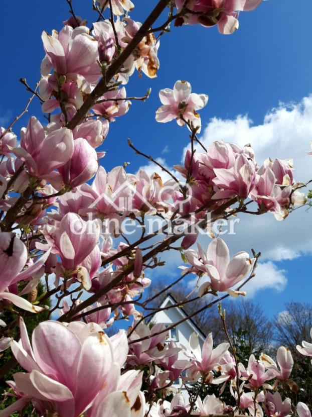 eine von zwei Magnolien