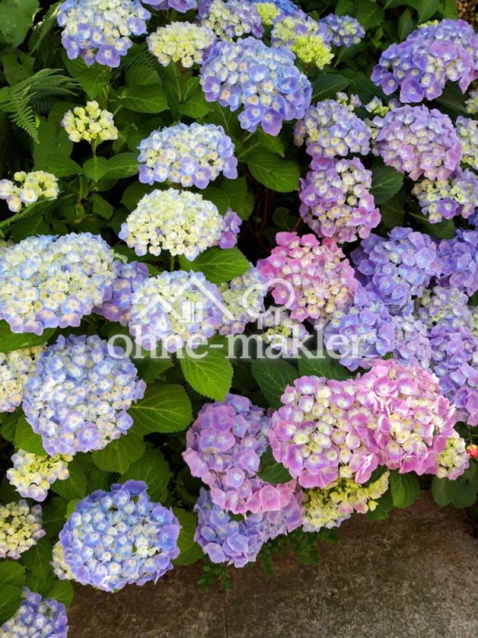 Hortensien in allen Farben