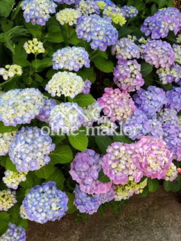 Hortensien in allen Farben