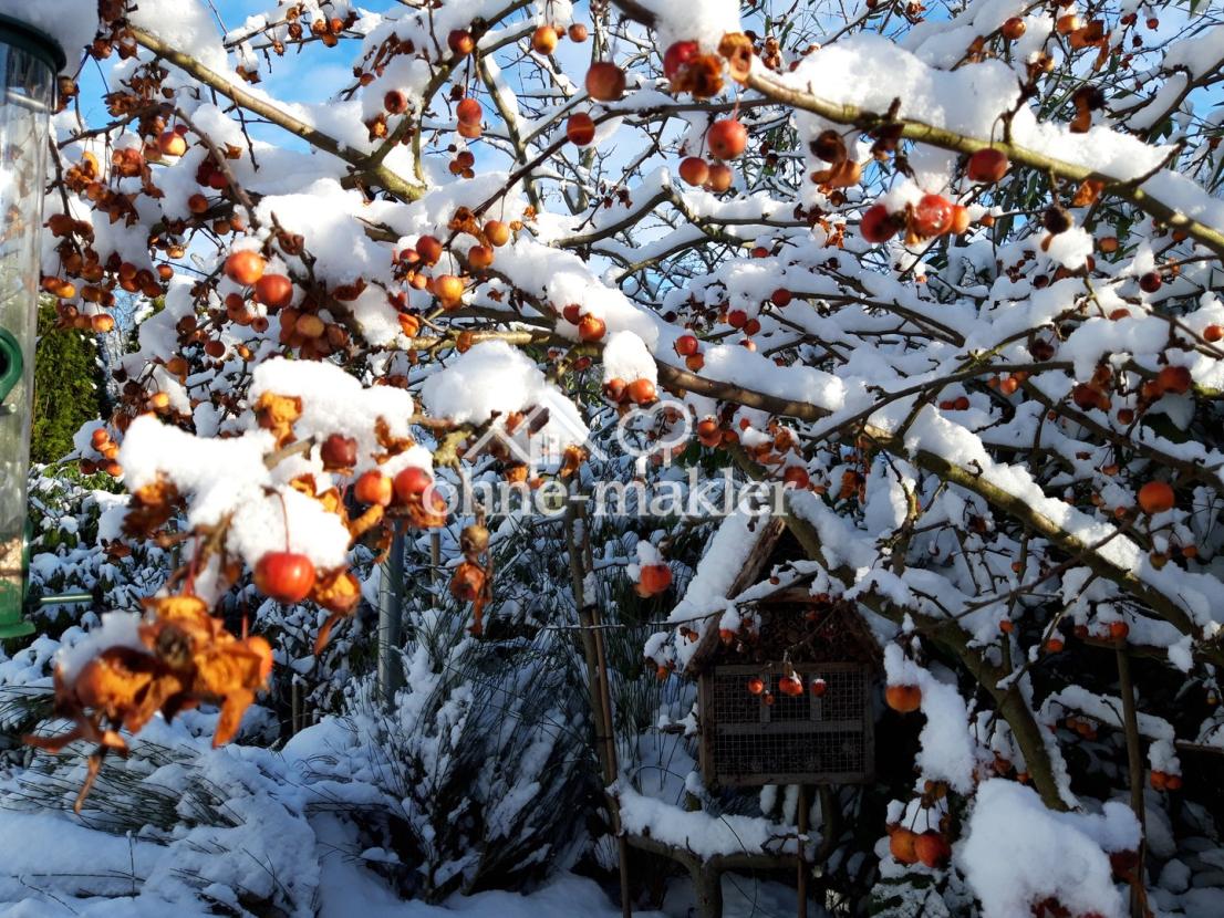 Holzapfelbaum im Winter