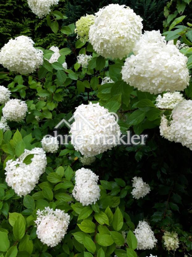 Schneebälle im Sommer