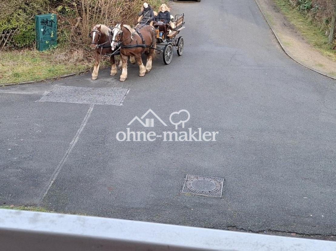 " Pferde im Vorgarten "