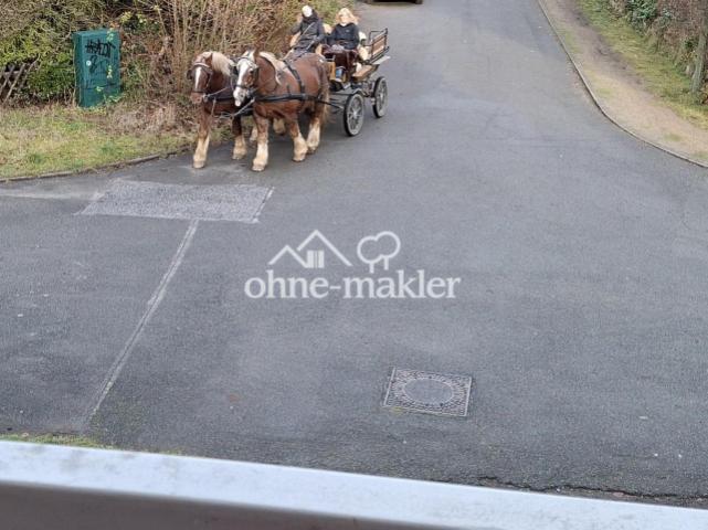 " Pferde im Vorgarten "