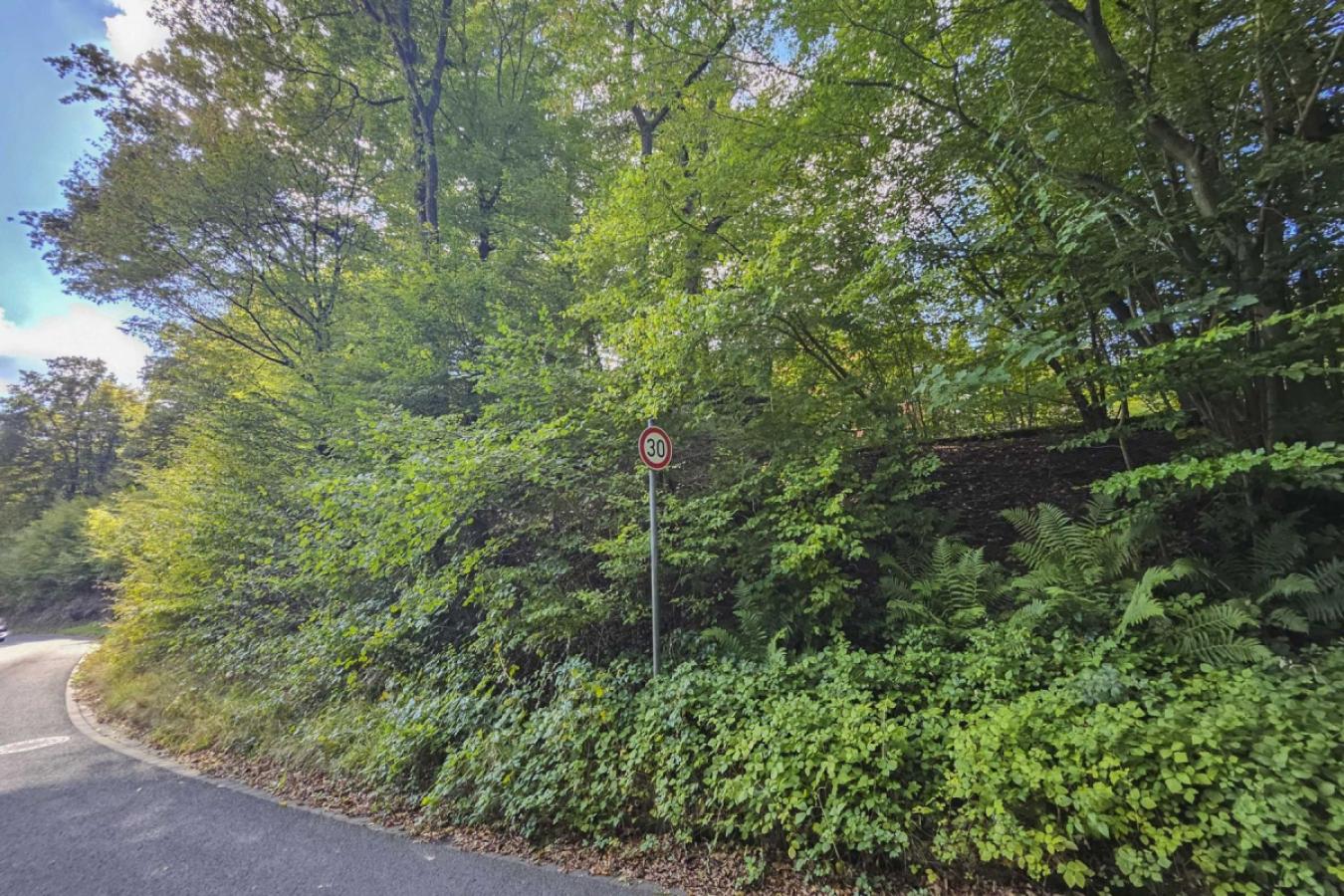 Blick auf das Waldstück zur Straße hin