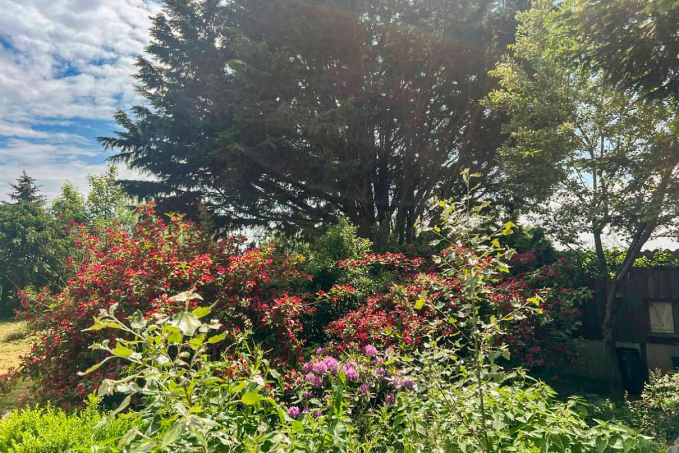 Blühende Stauden im Sommer