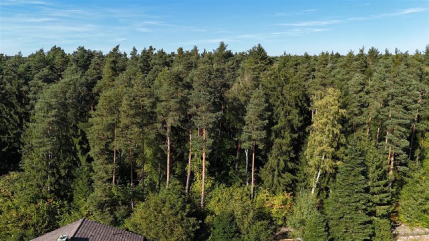 Lorenzer Reichswald direkt angrenzend