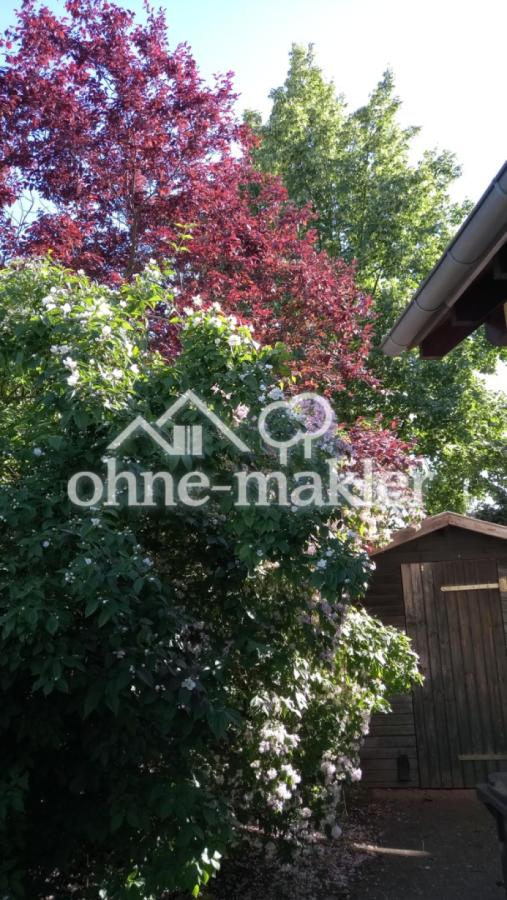 Frühlingsblüte/Schuppen