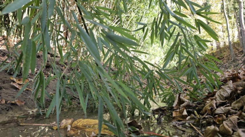 Bachlauf direkt am Grundstück