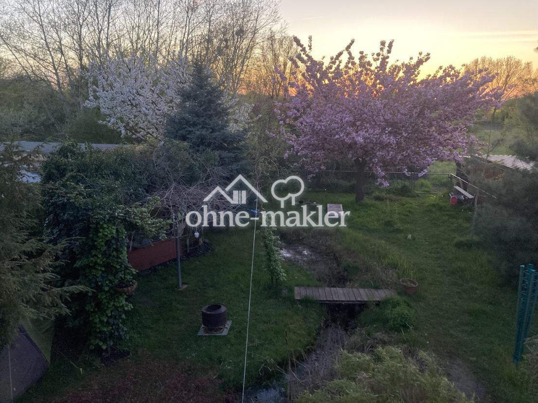 Frühling - Kirschbaumblüte