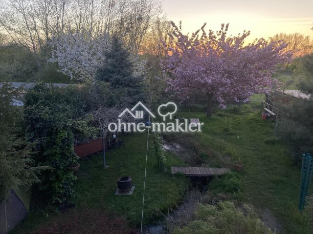 Frühling - Kirschbaumblüte