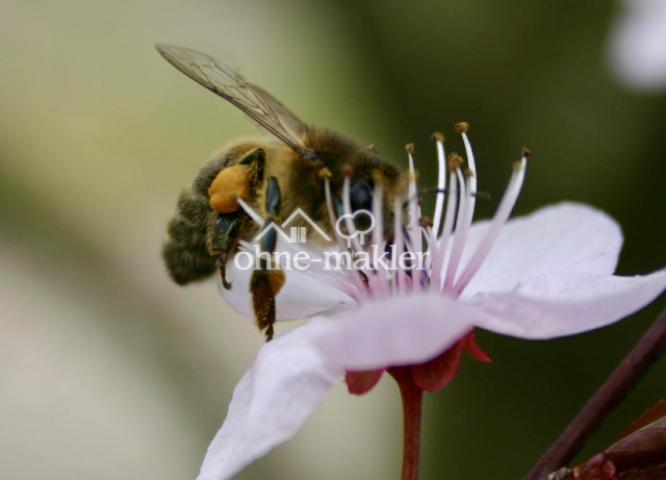 Quelle der Liebe u. des Lebens