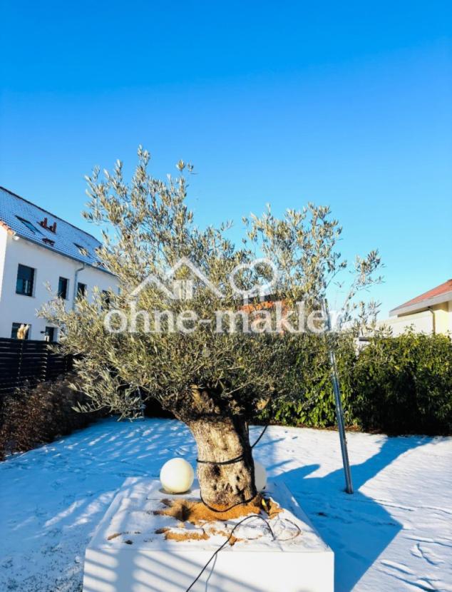 1. Olivenbaum im Garten