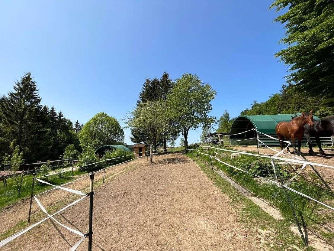 Auslauf Pferde Sommer