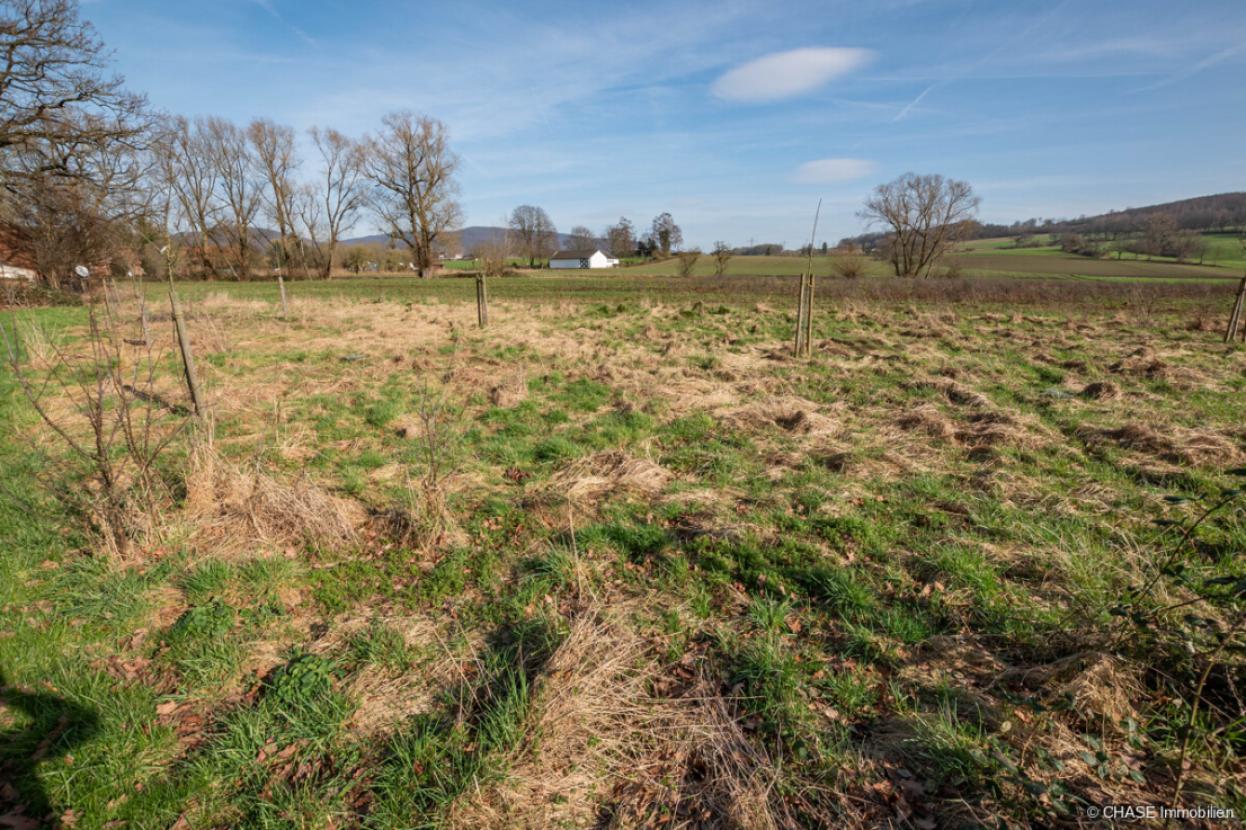 Gartengrundstück, Streuobstwiese - Bodenansicht