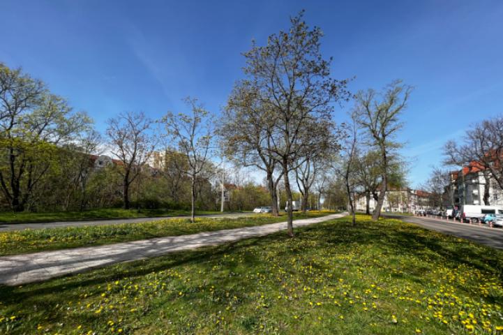 Grünfläche Staufenbergallee