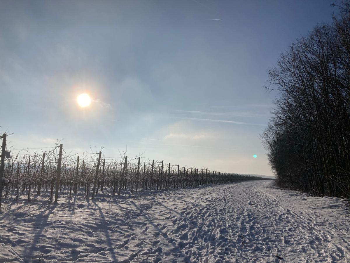 Winterimpressionen: Weinberge