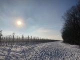 Winterimpressionen: Weinberge