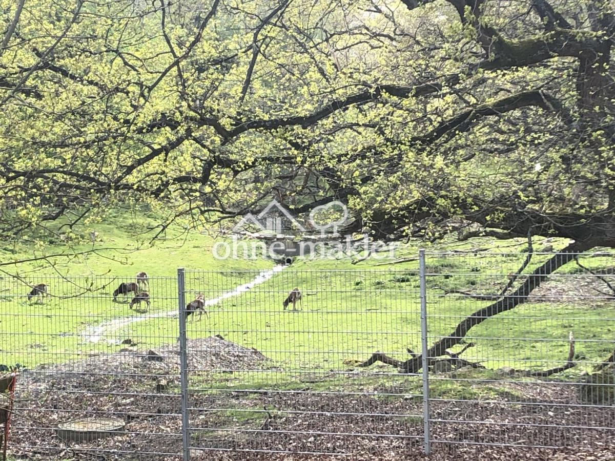 Blick in den Wildpark